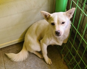 보호중 믹스견의 가…